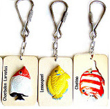 http://www.marinegoods-ono.com/catalogimg/key/toropikaru.jpg